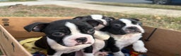 Boston Terrier dogs for sale: Big Boy Buster - Ad 6