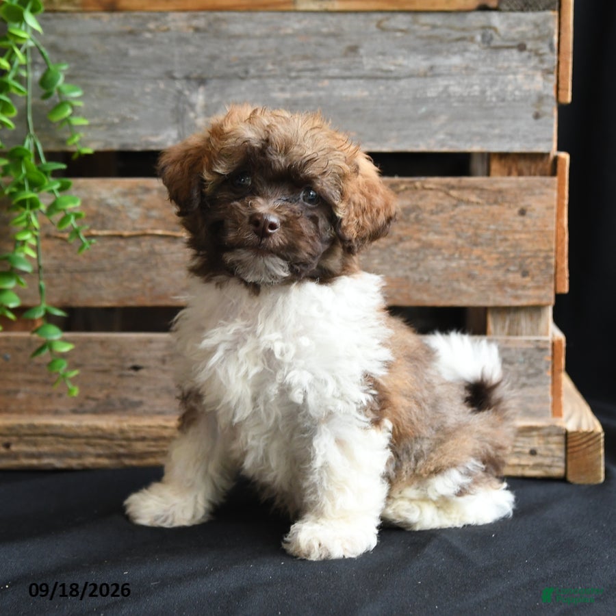 Mixed Breed dogs Charlie - Ad 1