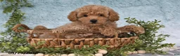 Bichpoo dogs for sale: Felicity - Ad 2
