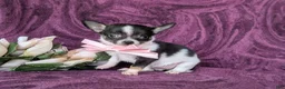 Chihuahua dogs for sale: Kiley 6 lbs Full Grown - Ad 2