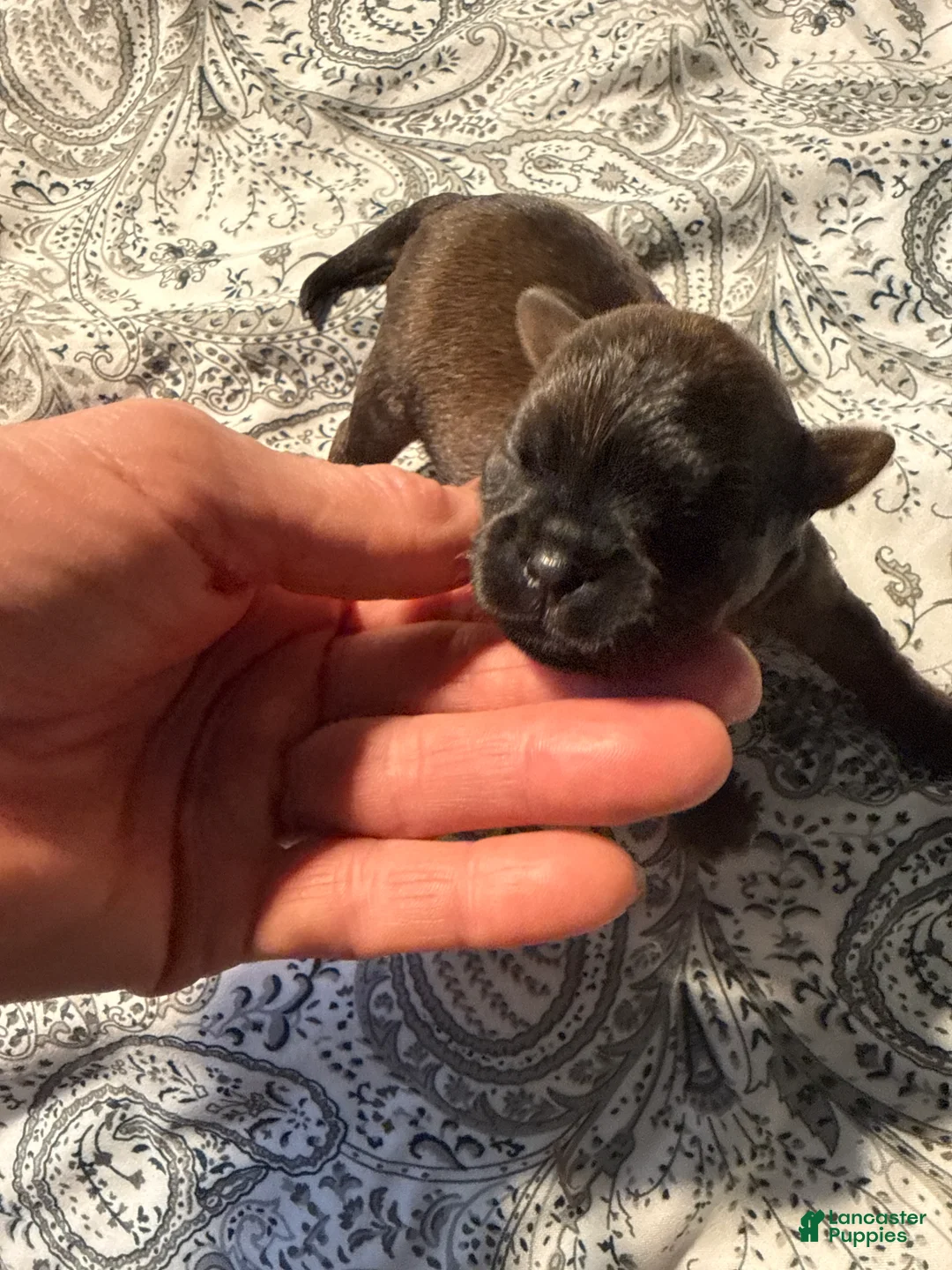 Brussels Griffon dogs for sale: Brussels Griffon Puppy 3 - Ad 2