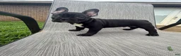 French Bulldog dogs for sale: Stagg - Ad 4