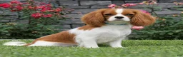 Cavapoo dogs for sale: Brody - Ad 4