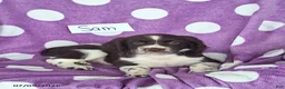 English Springer Spaniel dogs for sale: Sam - Ad 3
