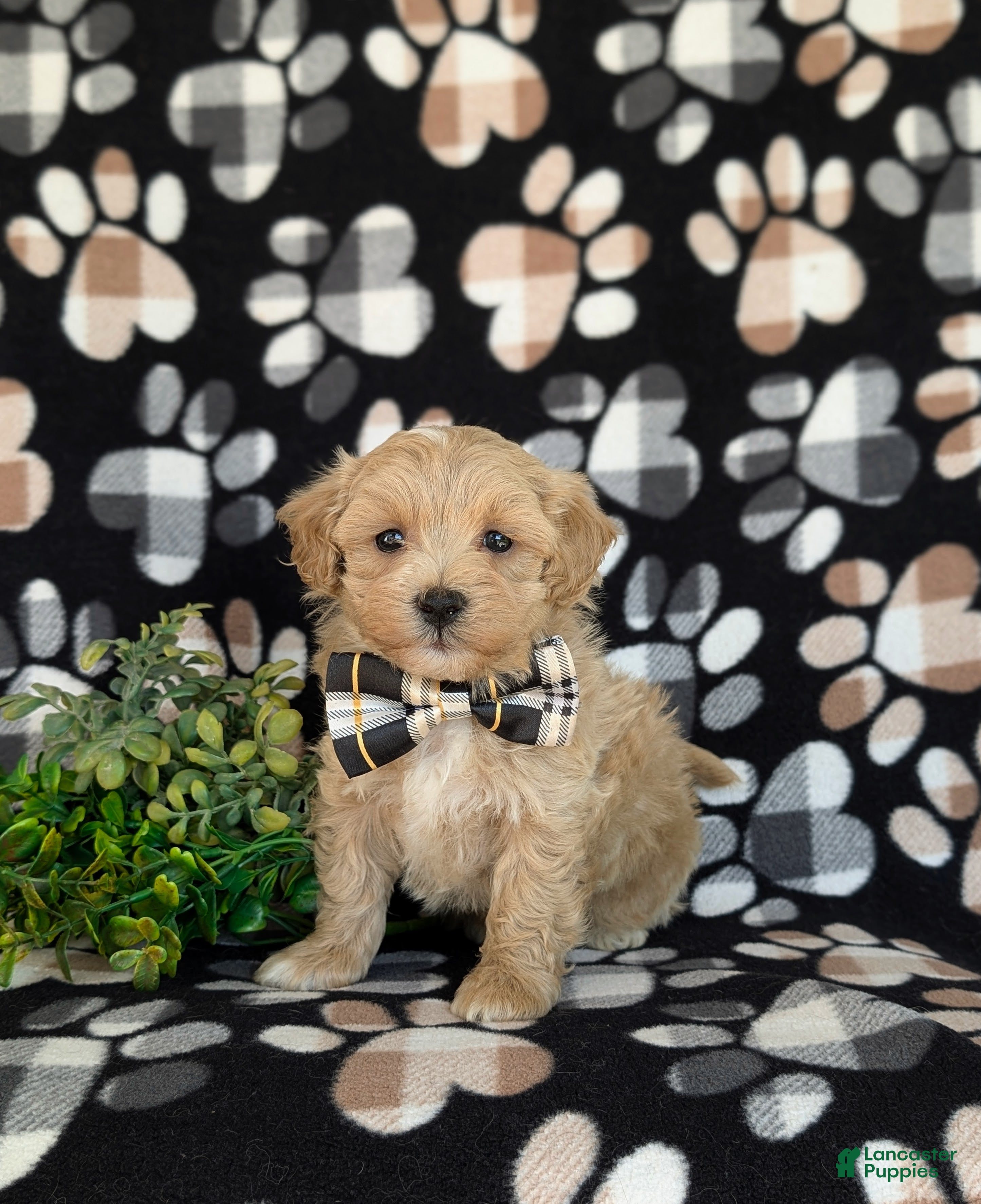 Maltipoo dogs for sale: Osborne - Ad 1
