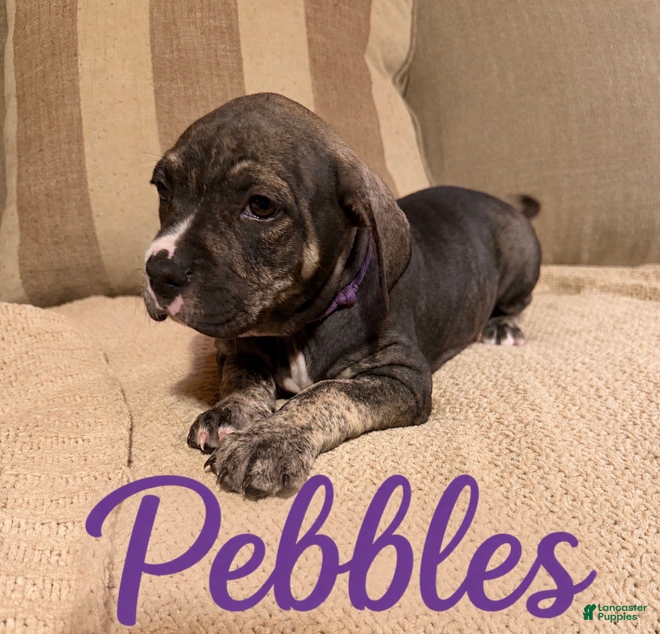 Mixed Breed dogs Mixed Breed Puppy 8 - Ad 28