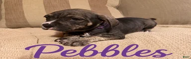 Mixed Breed Puppy 8