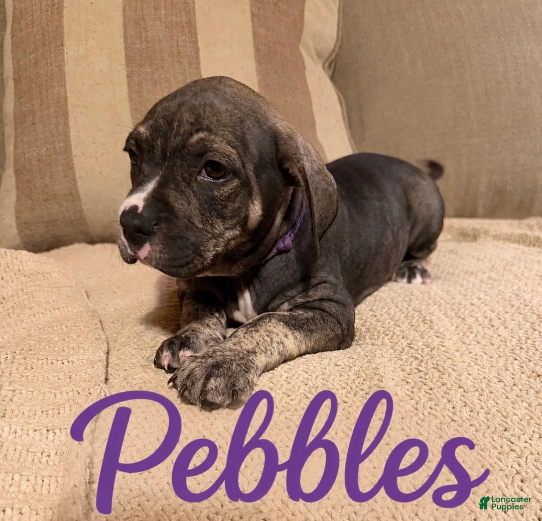 Mixed Breed dogs for sale: Mixed Breed Puppy 8 - Ad 1