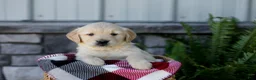 Golden Retriever dogs for sale: Blaze - Ad 5
