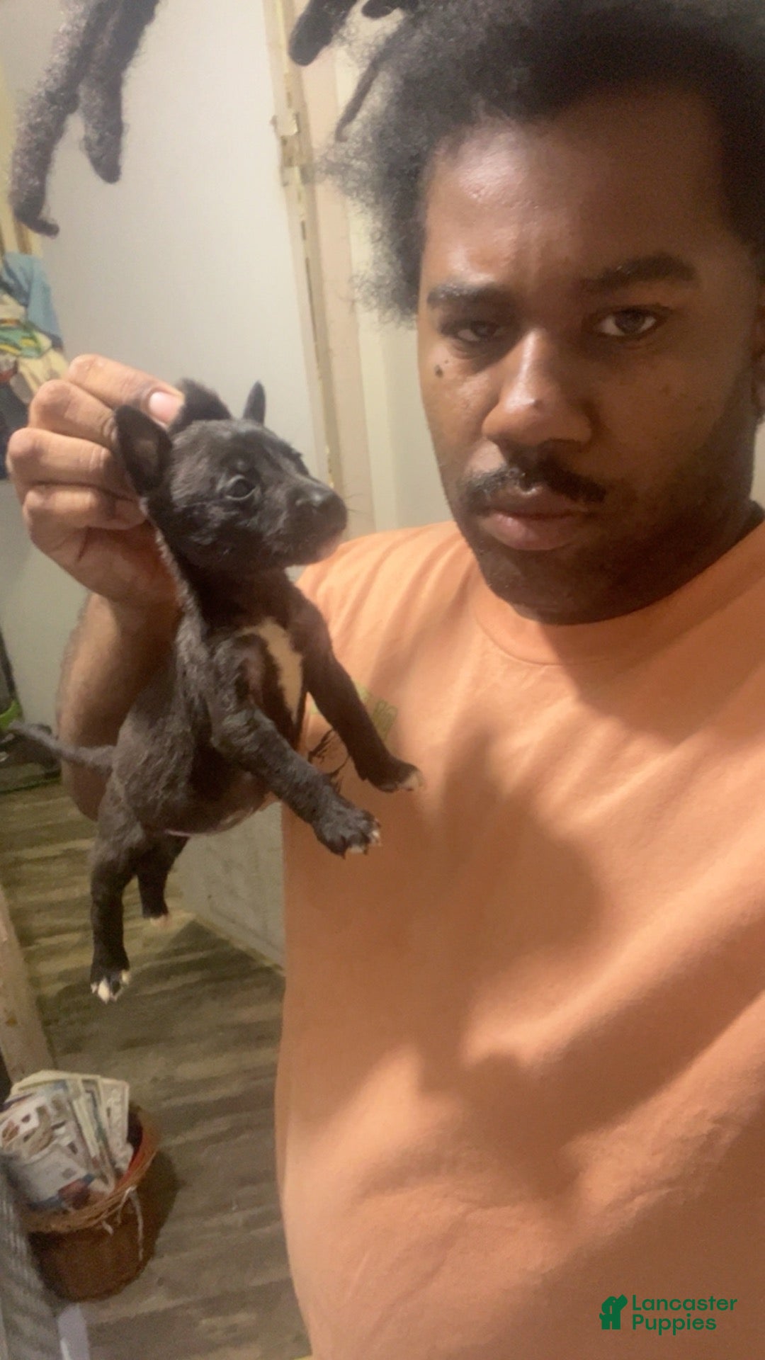 American Pit Bull Terrier dogs American Pit Bull Terrier 12 - Ad 2