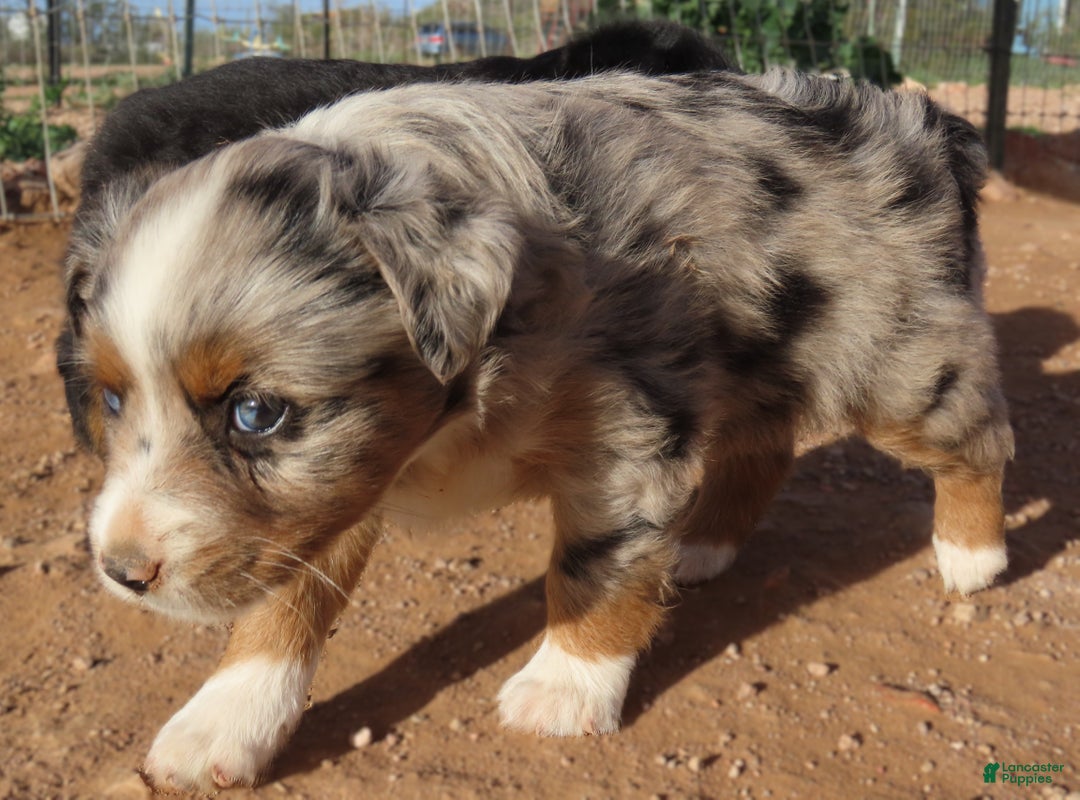 Miniature Australian Shepherd dogs for sale: 1 - Second blue merle girl with 1.5 blue eyes - Ad 5