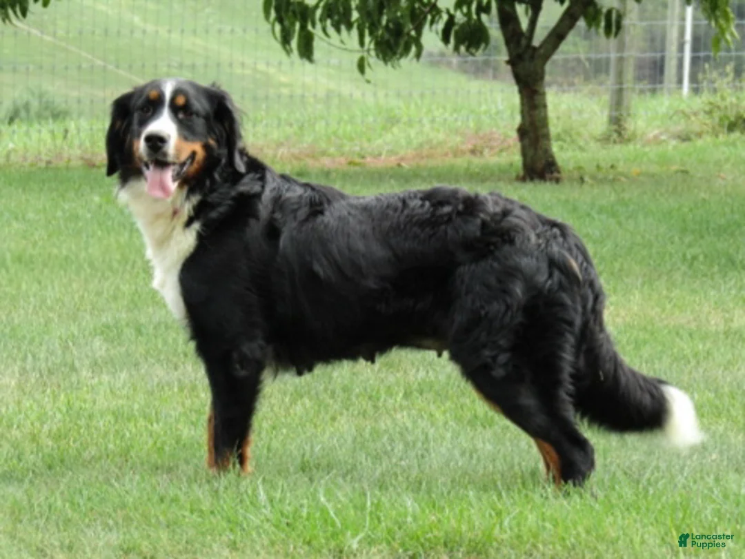 Bernedoodle dogs for sale: Britt - Ad 4