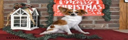 Papillon dogs for sale: Alex - Ad 5