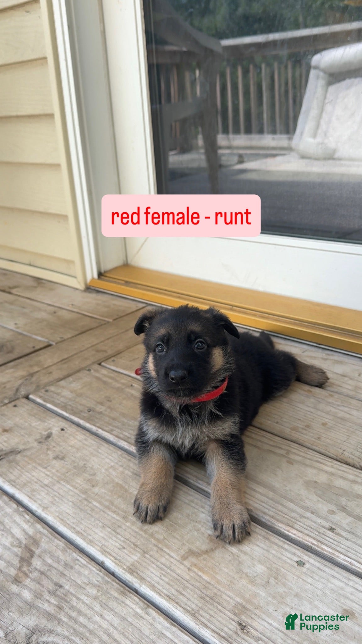 German Shepherd dogs Red Female (Runt) - Ad 20