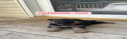 German Shepherd dogs for sale: Red Female (Runt) - Ad 1