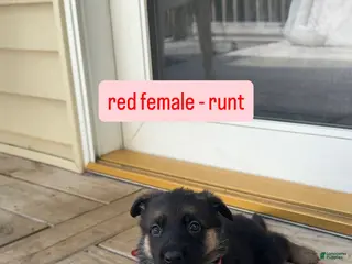 German Shepherd dogs Red Female (Runt) - Ad 7