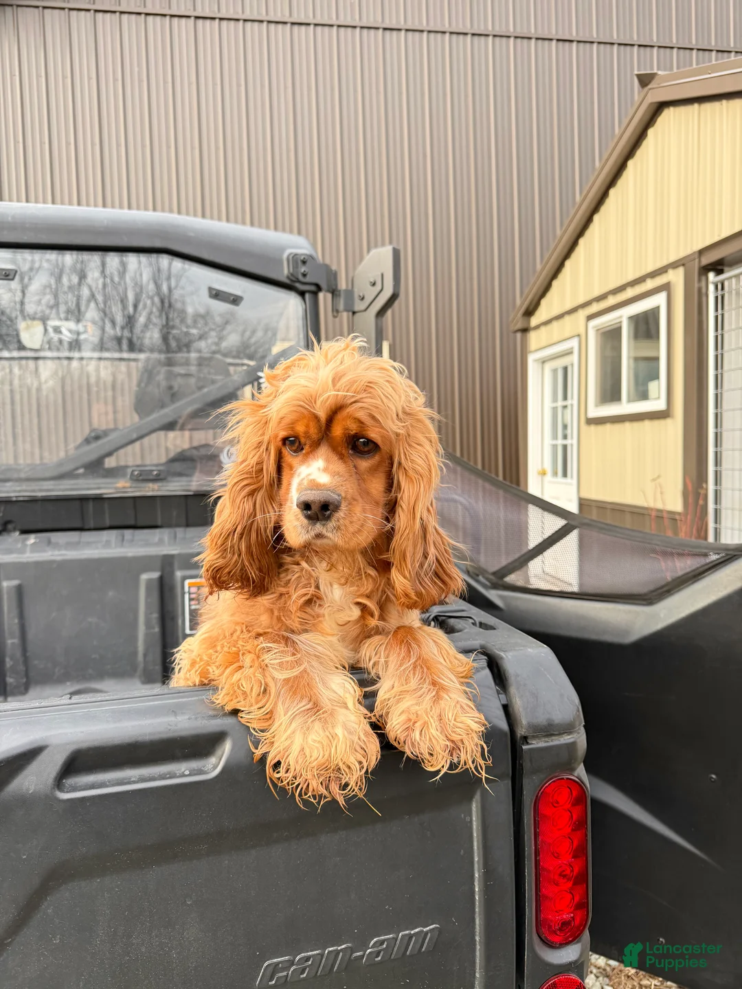 Cocker Spaniel dogs for sale: Arlo - Ad 7