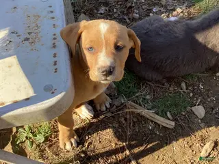 American Pit Bull Terrier dogs American Pit Bull Terrier Puppy 2 - Ad 11