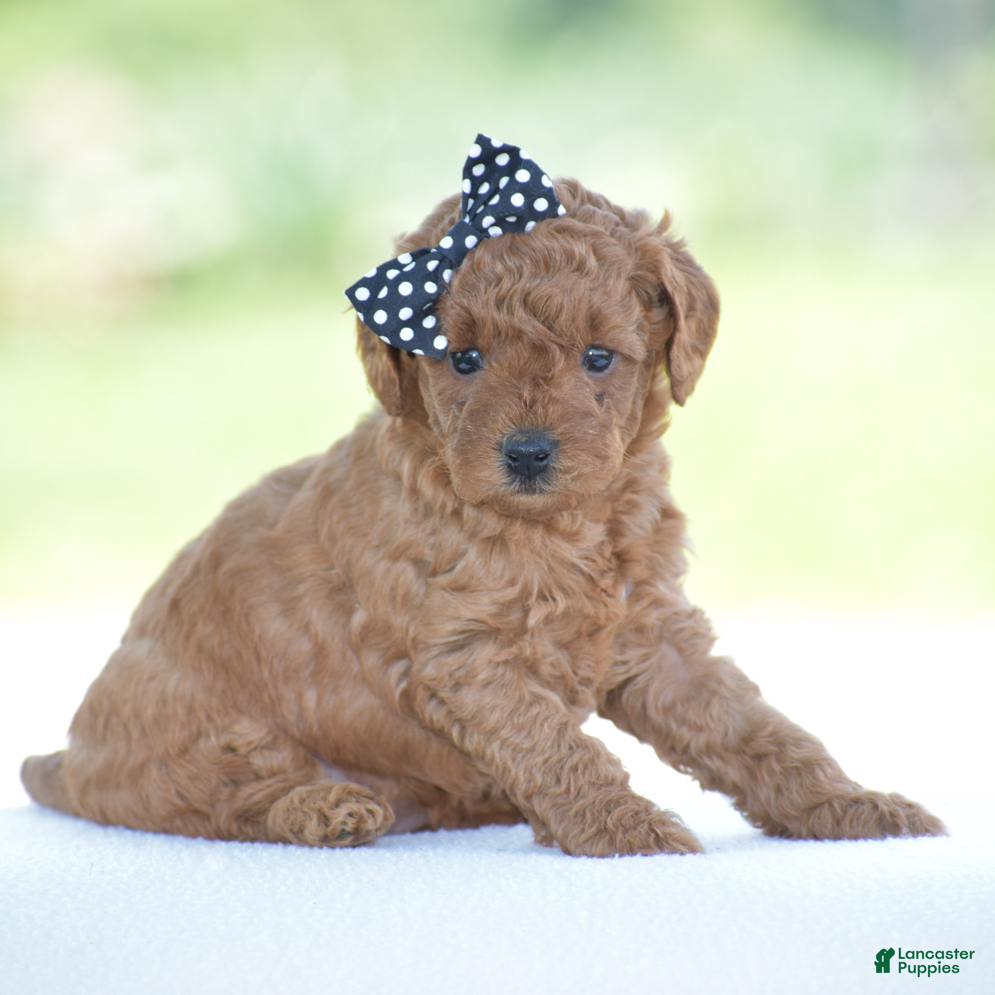 Miniature Poodle dogs Rosette - Ad 1