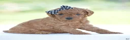 Miniature Poodle dogs for sale: Rosette - Ad 7