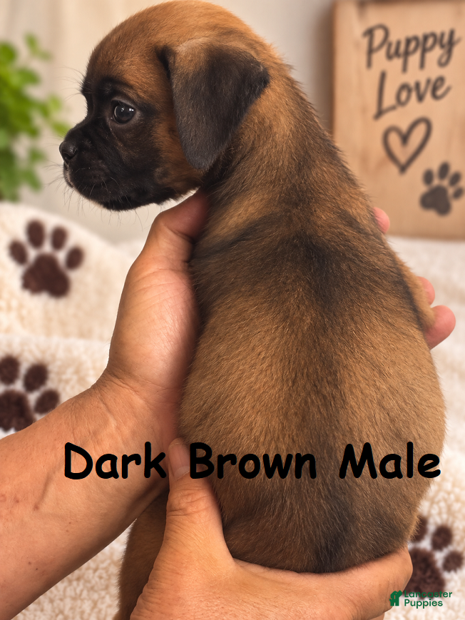 Boxer dogs Dark Brown Male - Ad 2