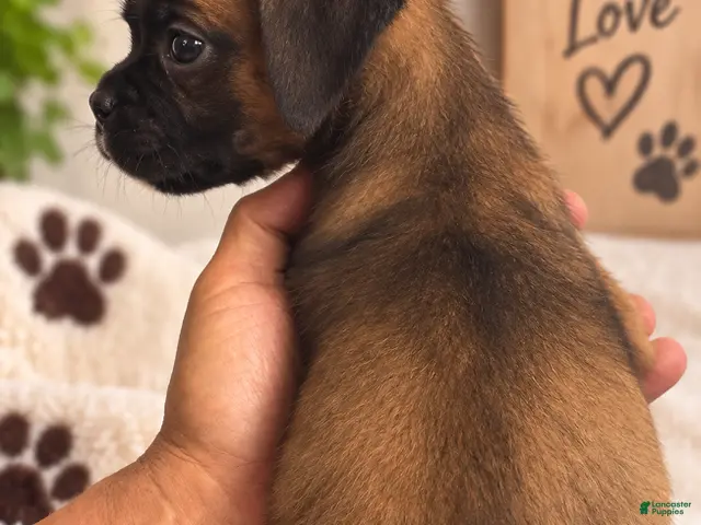Boxer dogs for sale: Dark Brown Male - Ad 2