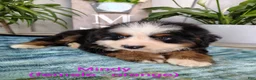 Bernese Mountain Dog dogs for sale: Mindy - Ad 1