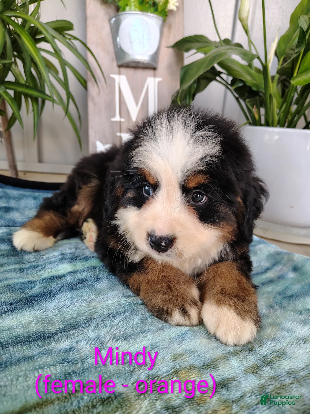 Bernese Mountain Dog dogs for sale: Mindy - Ad 1
