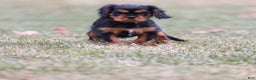 Cavalier King Charles Spaniel dogs for sale: Smartie  - Ad 3