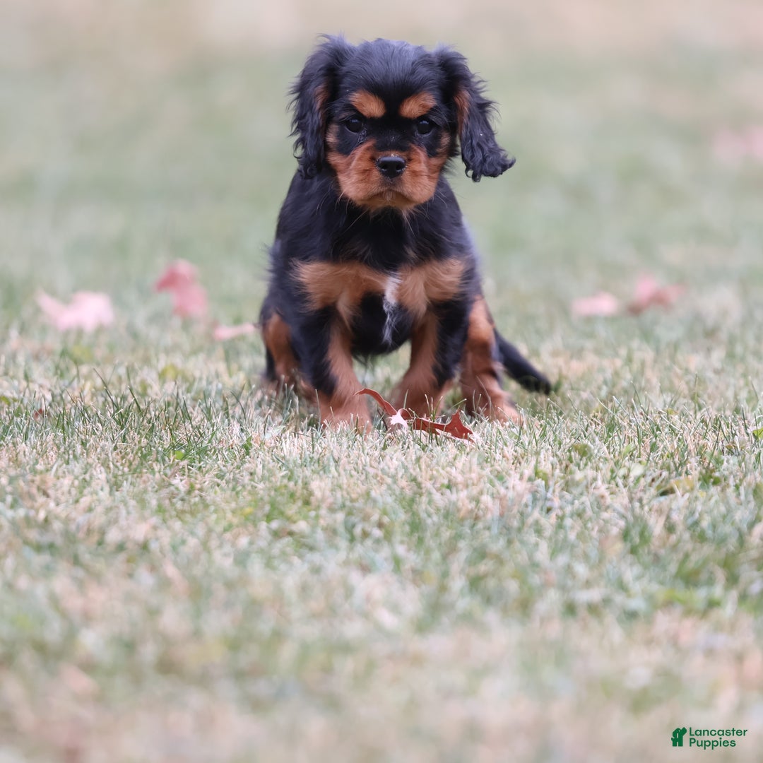 Cavalier King Charles Spaniel dogs for sale: Smartie  - Ad 3