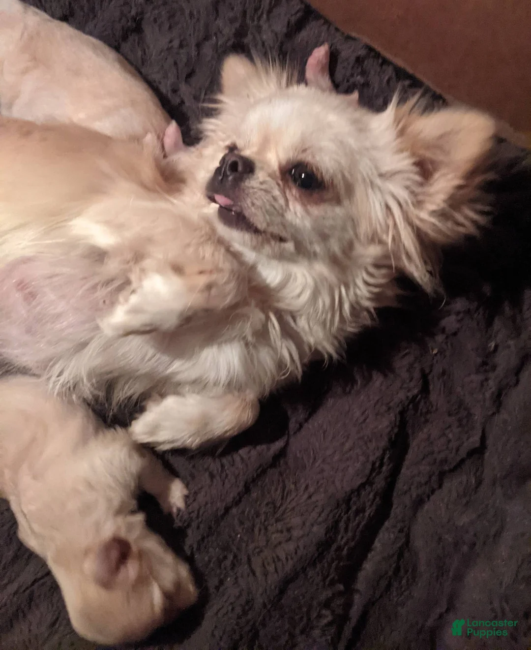 Chihuahua dogs for sale: Diamond Tiny Apple Head Female  - Ad 8