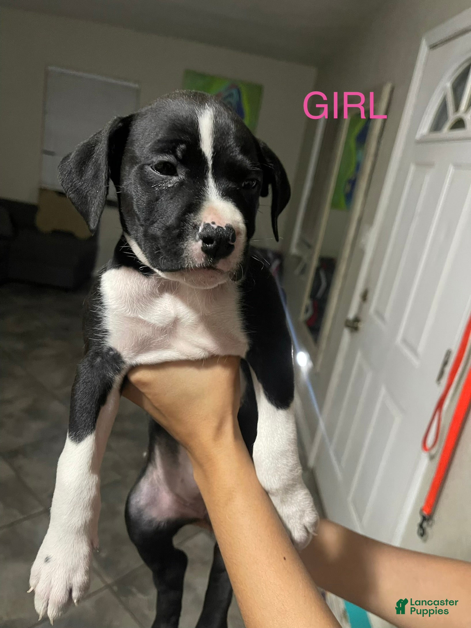Mixed Breed dogs for sale: Mixed Breed 5 - Ad 27