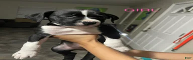 Mixed Breed 5