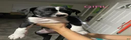 Mixed Breed dogs for sale: Mixed Breed 5 - Ad 1