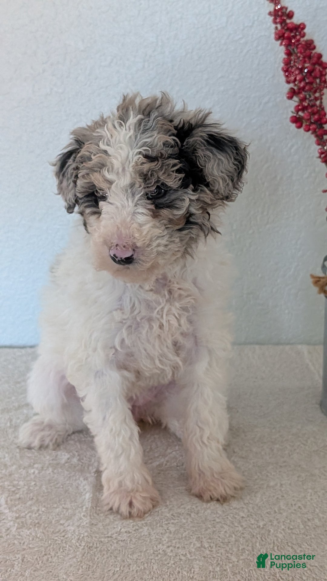 Mini Bernedoodle dogs for sale: Valerie  - Ad 6