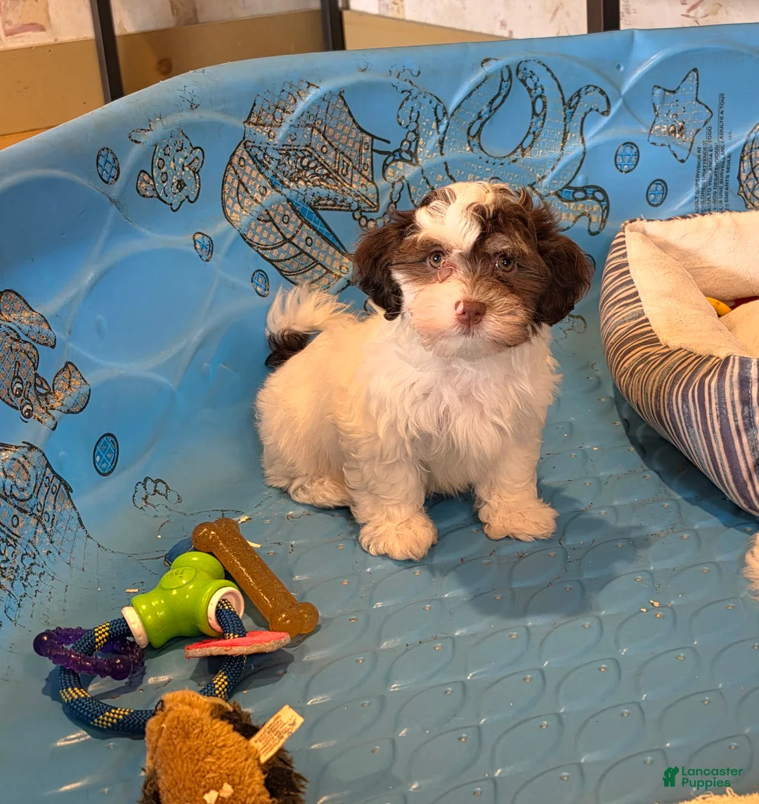Havanese dogs for sale: Hank - Ad 1