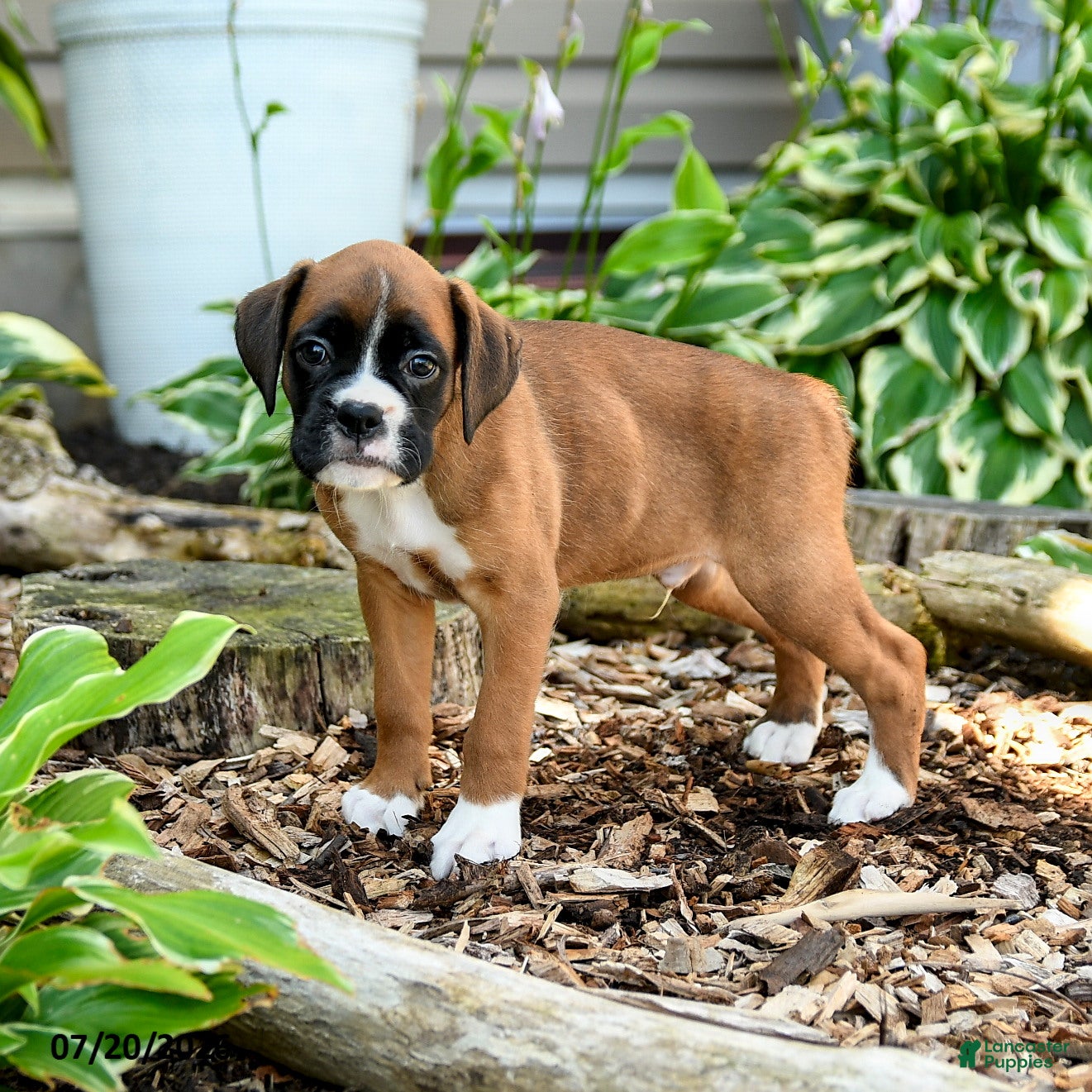 Boxer dogs Benji - Ad 1