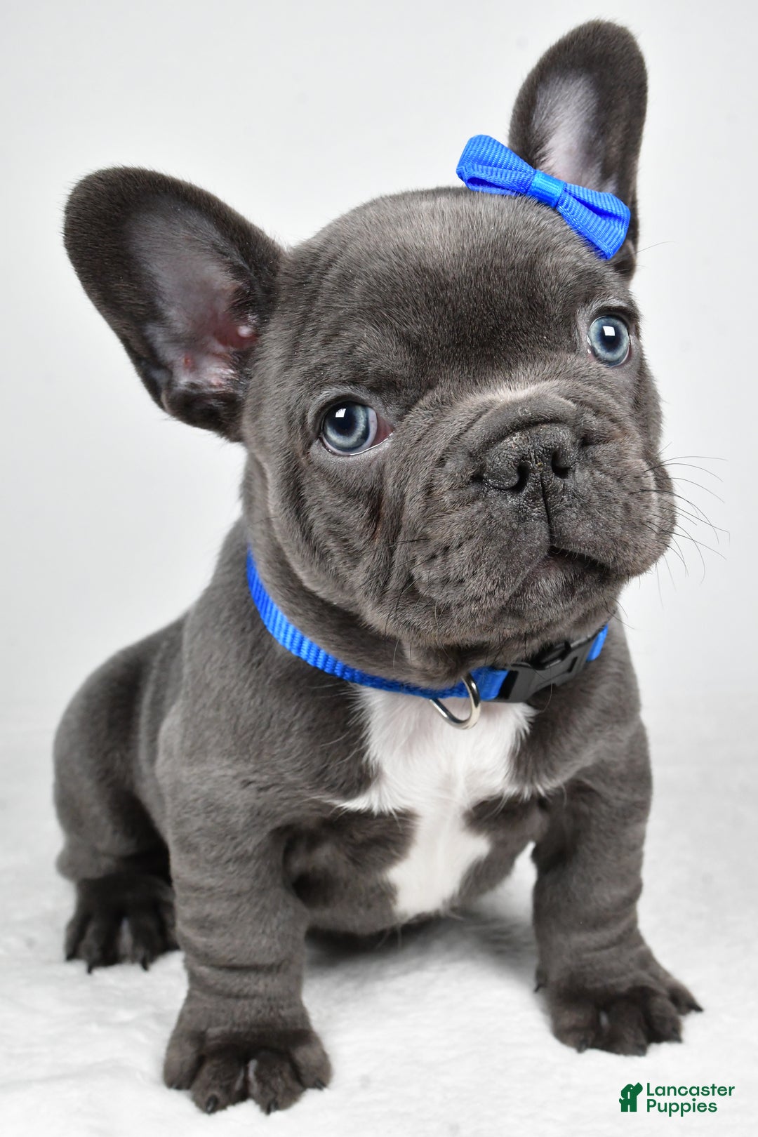 French Bulldog dogs for sale: AJ - Ad 3