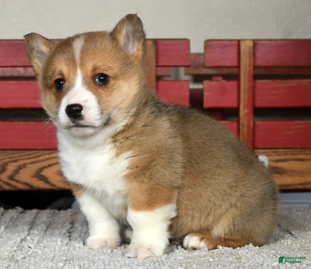 Gallery Image {{count}}