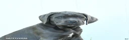 Cane Corso dogs for sale: River - Ad 3