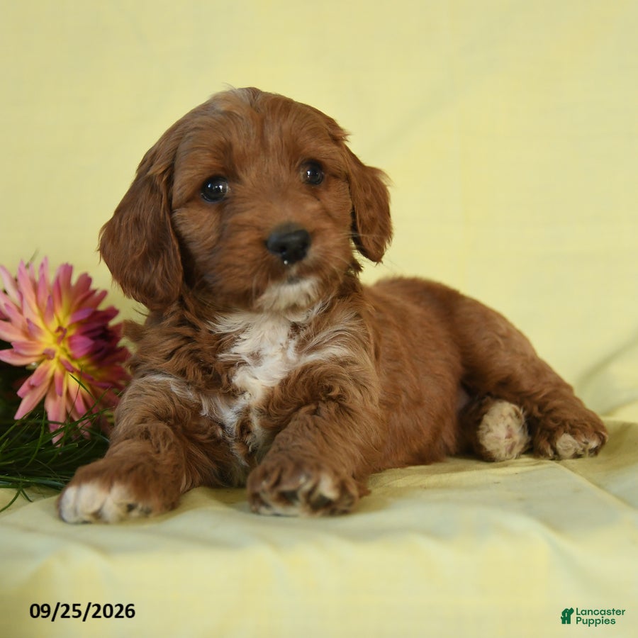 Mini Goldendoodle dogs Willow - Ad 1