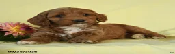 Mini Goldendoodle dogs for sale: Willow - Ad 1