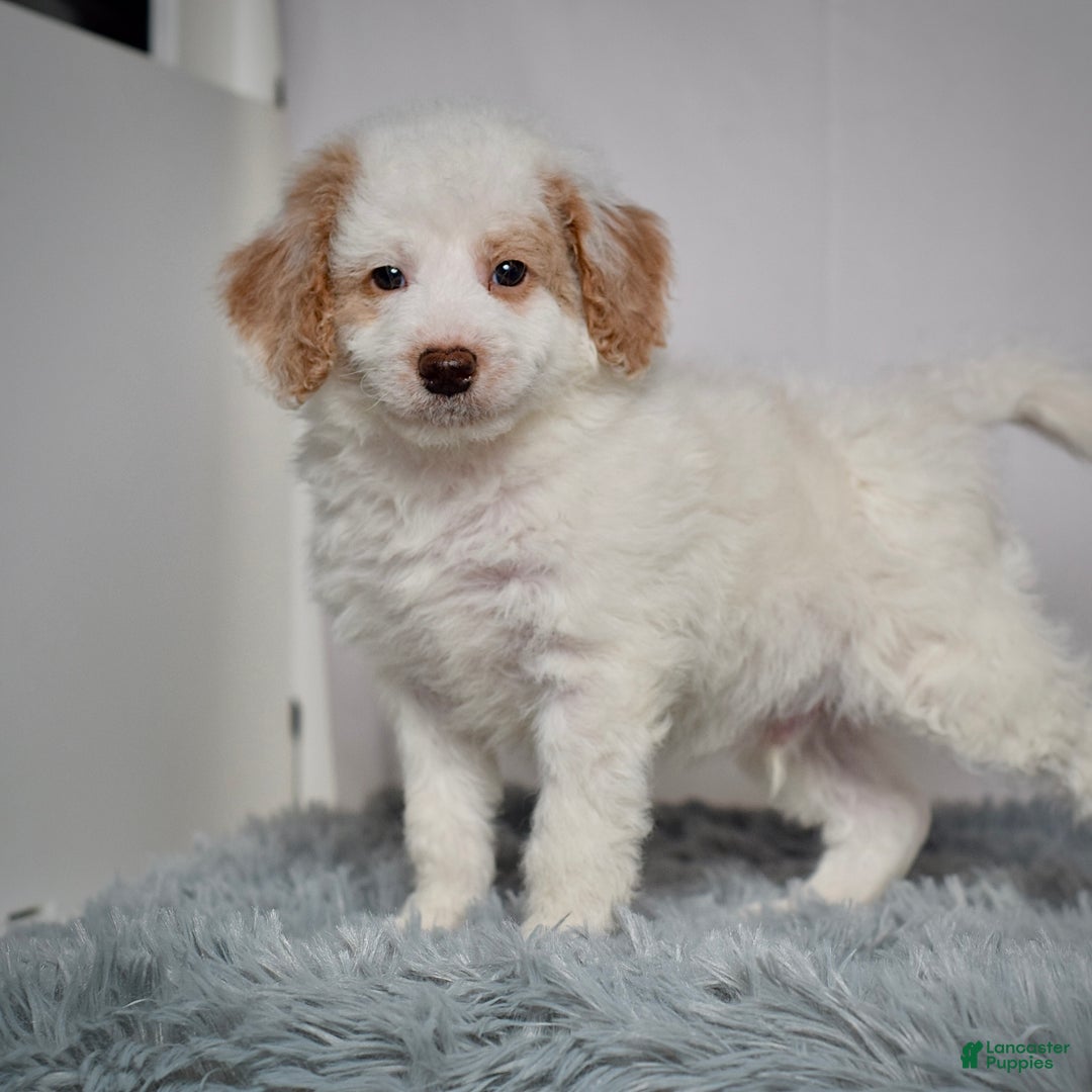 Mini Goldendoodle dogs for sale: Mr. Ollie - Ad 3