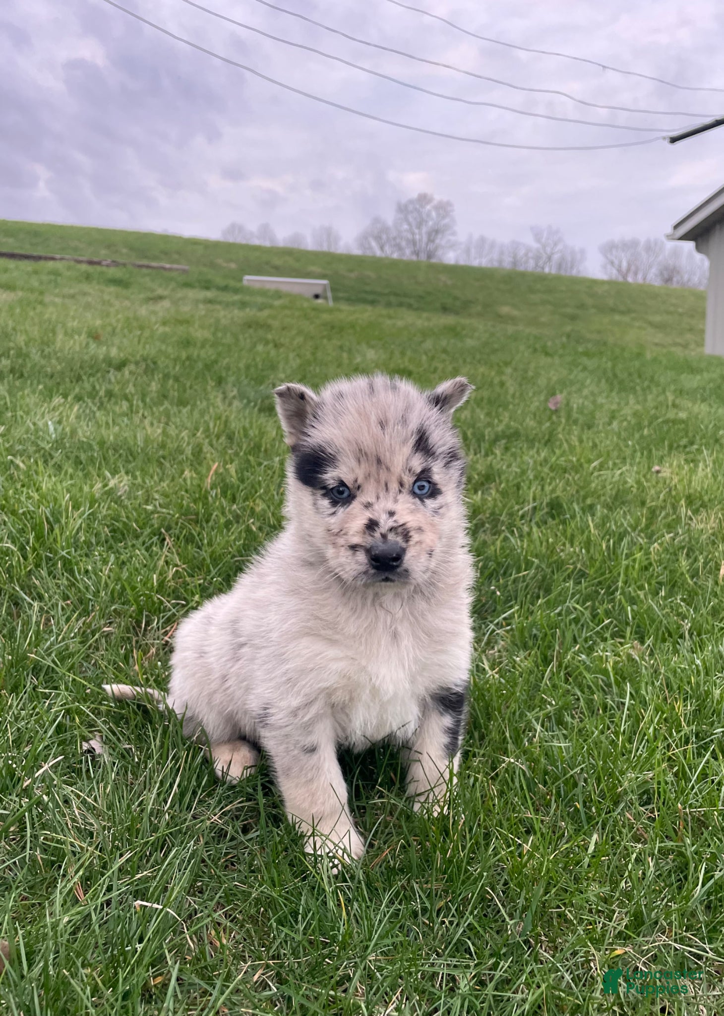 Gerberian Shepsky dogs Wolf - Ad 1