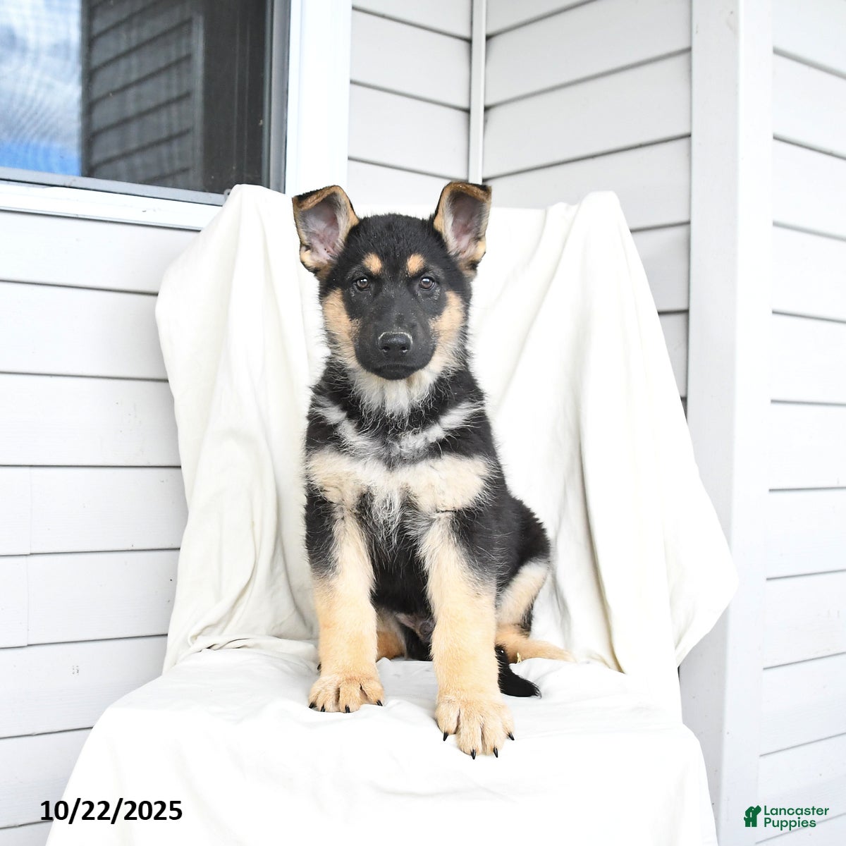 Dog Breed Average Cost Of Purebred German Shepherd German Shepherd