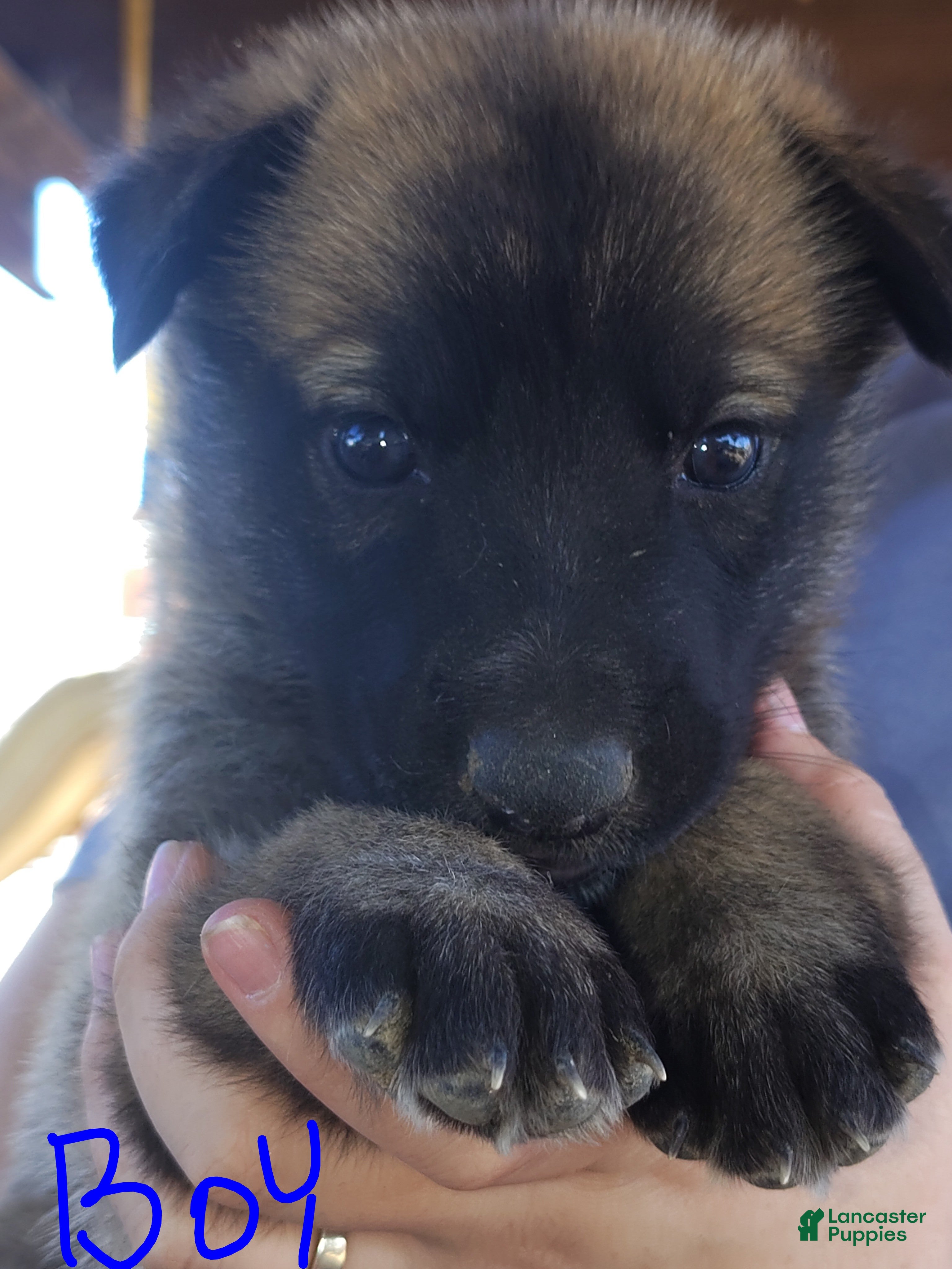 Mixed Breed dogs for sale: Mixed Breed 4 - Ad 32