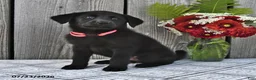 Mixed Breed dogs for sale: Mindy - Ad 1