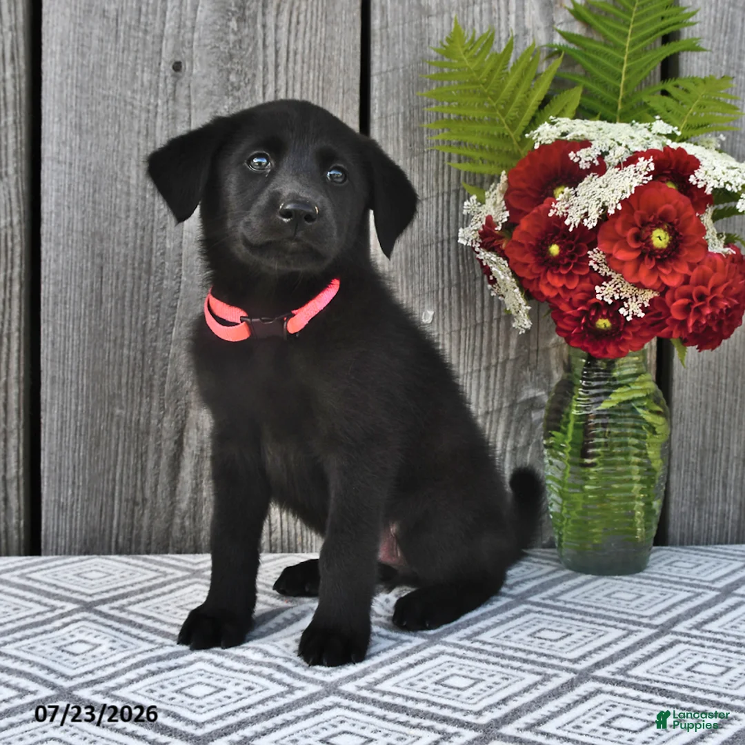 Mixed Breed dogs for sale: Mindy - Ad 1