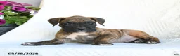 Boxer dogs for sale: Rascal - Ad 3
