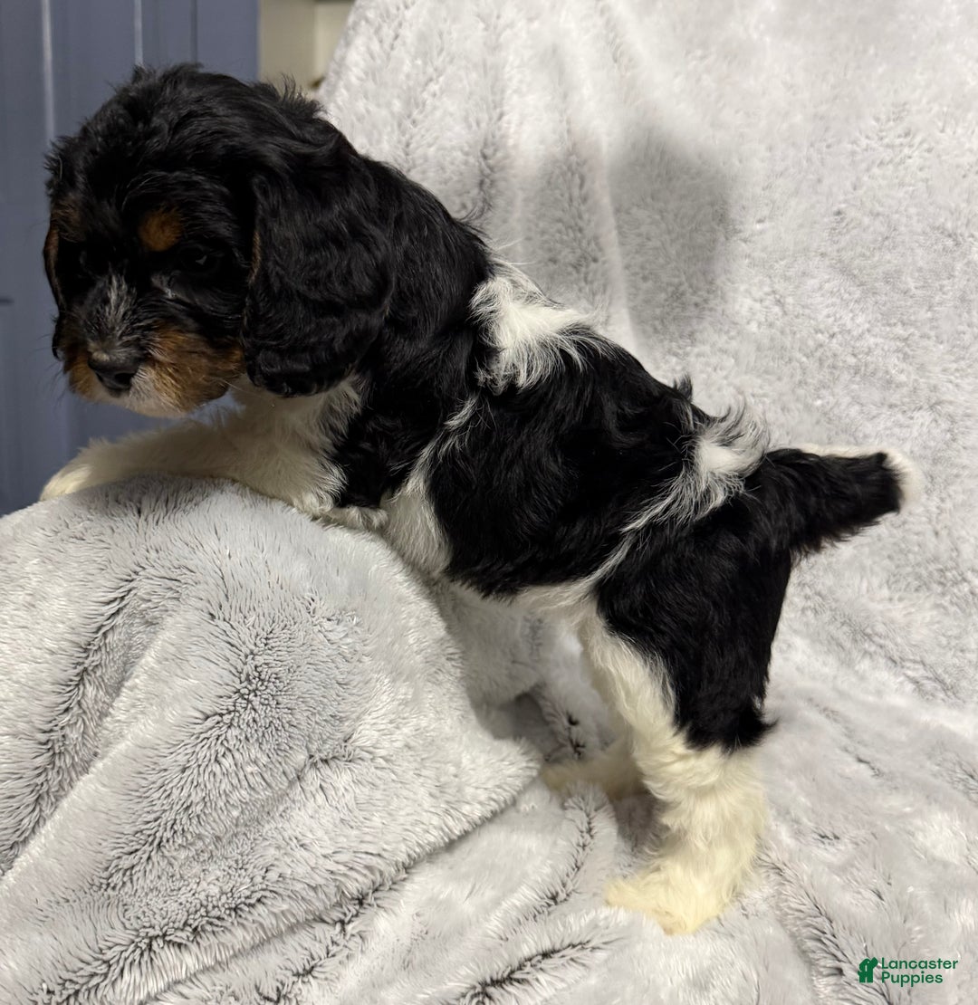 Mixed Breed dogs for sale: Cora - Ad 4